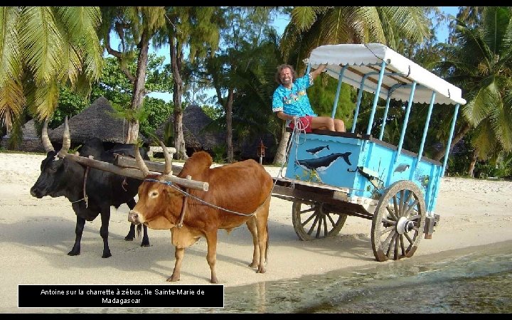 Antoine sur la charrette à zébus, île Sainte-Marie de Madagascar 