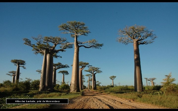 Allée des baobabs, près de Monrondava 