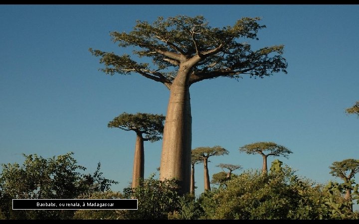 Baobabs, ou renala, à Madagascar 