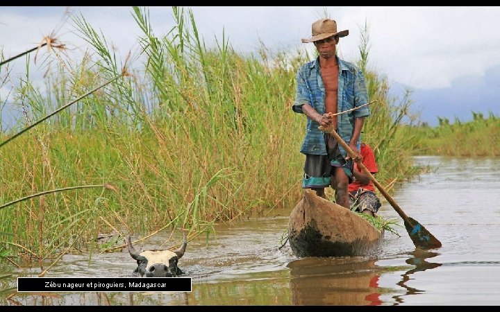 Zébu nageur et piroguiers, Madagascar 