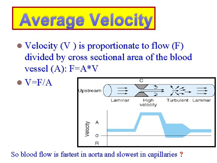 Average Velocity l Velocity (V ) is proportionate to flow (F) divided by cross