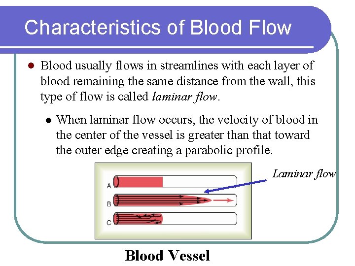 Characteristics of Blood Flow l Blood usually flows in streamlines with each layer of