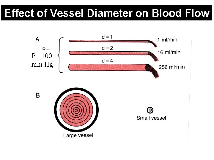 Effect of Vessel Diameter on Blood Flow P= 100 mm Hg 