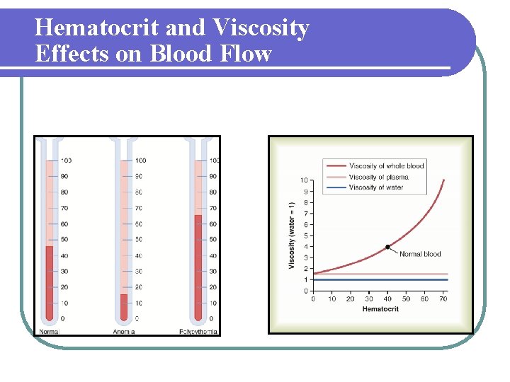 Hematocrit and Viscosity Effects on Blood Flow 