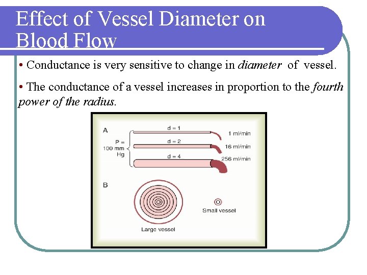 Effect of Vessel Diameter on Blood Flow • Conductance is very sensitive to change