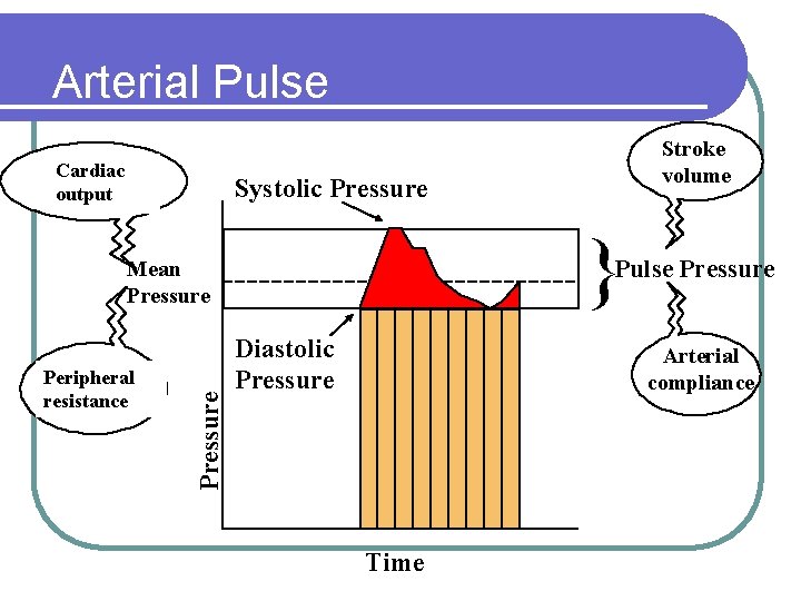 Arterial Pulse Cardiac output Stroke volume Systolic Pressure } Pulse Pressure Peripheral resistance Pressure