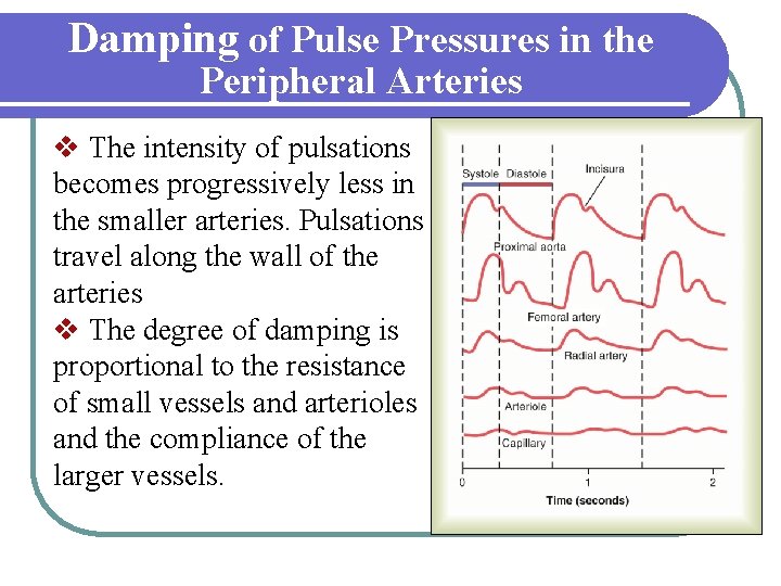 Damping of Pulse Pressures in the Peripheral Arteries v The intensity of pulsations becomes