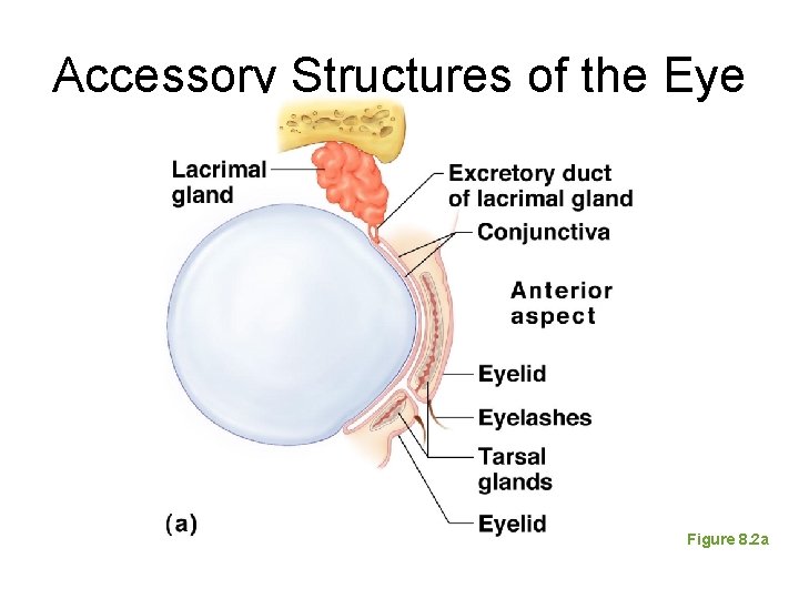 Accessory Structures of the Eye Figure 8. 2 a 