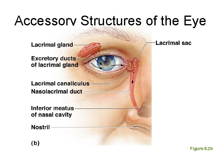 Accessory Structures of the Eye Figure 8. 2 b 