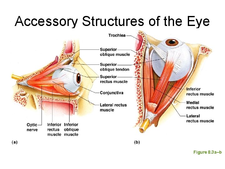 Accessory Structures of the Eye Figure 8. 3 a–b 