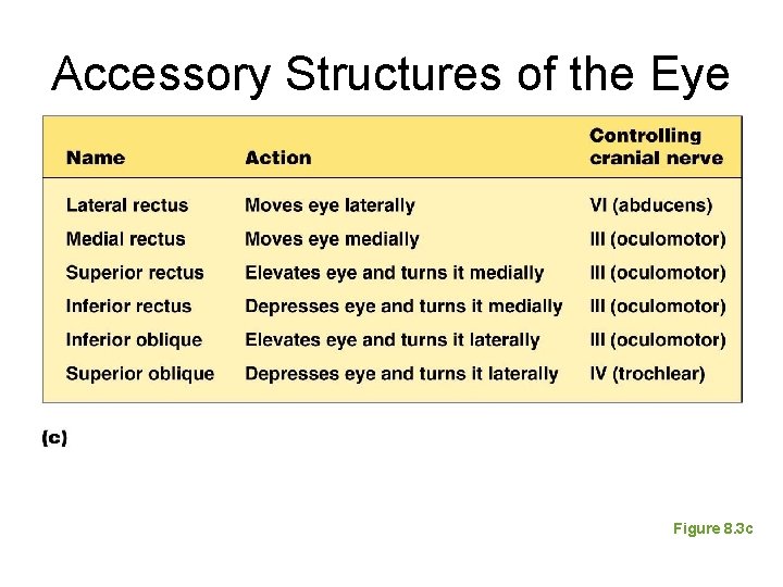 Accessory Structures of the Eye Figure 8. 3 c 