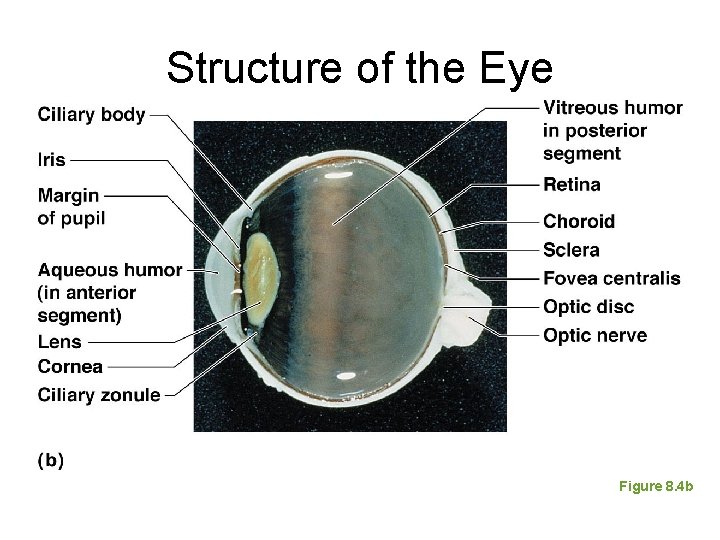 Structure of the Eye Figure 8. 4 b 