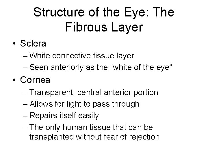 Structure of the Eye: The Fibrous Layer • Sclera – White connective tissue layer