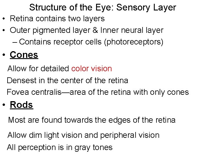 Structure of the Eye: Sensory Layer • Retina contains two layers • Outer pigmented