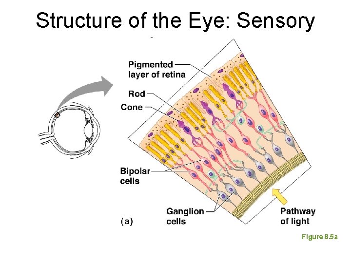 Structure of the Eye: Sensory Layer Figure 8. 5 a 