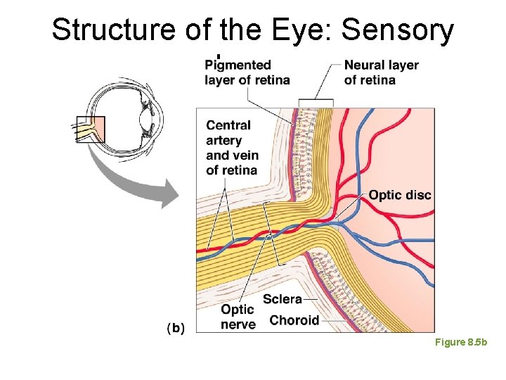 Structure of the Eye: Sensory Layer Figure 8. 5 b 