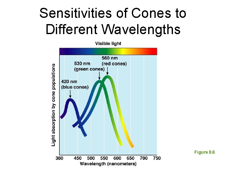Sensitivities of Cones to Different Wavelengths Figure 8. 6 