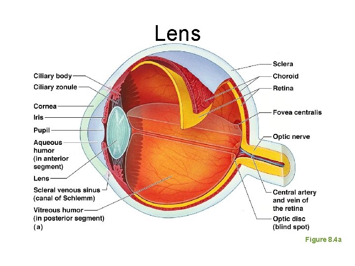 Lens Figure 8. 4 a 