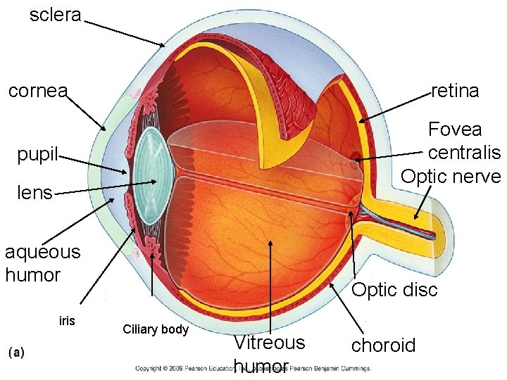 sclera cornea retina pupil Fovea centralis Optic nerve lens aqueous humor iris Optic disc