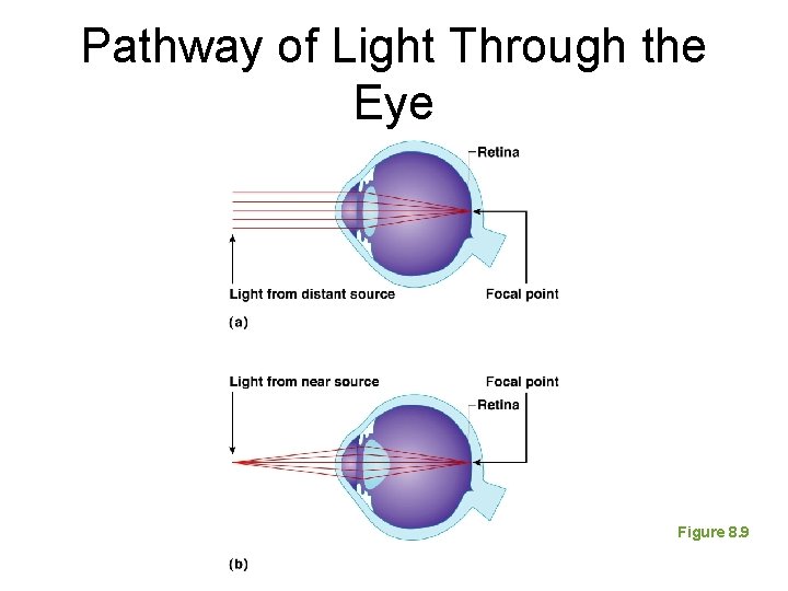 Pathway of Light Through the Eye Figure 8. 9 