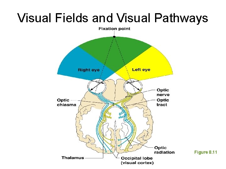 Visual Fields and Visual Pathways Figure 8. 11 