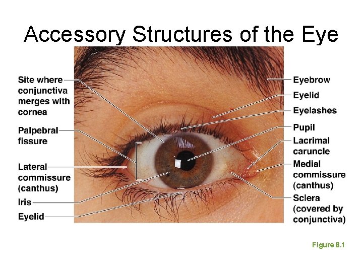 Accessory Structures of the Eye Figure 8. 1 