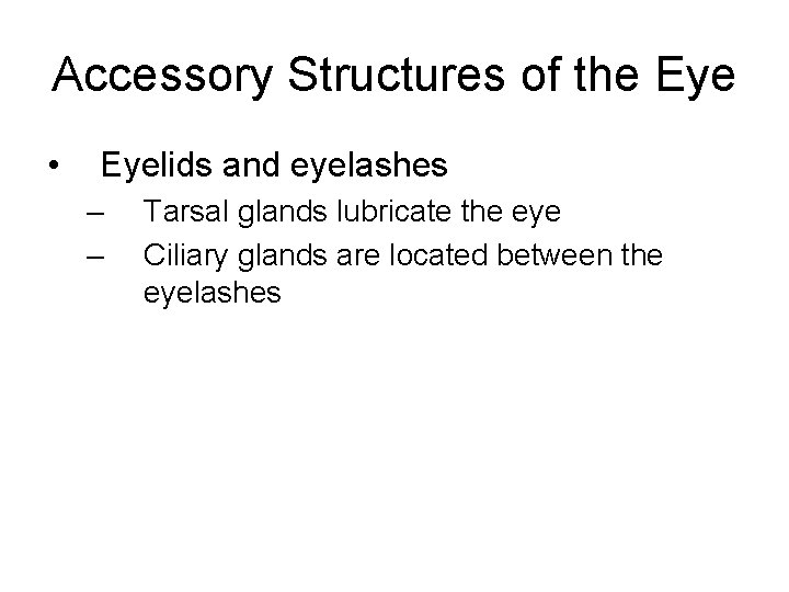 Accessory Structures of the Eye • Eyelids and eyelashes – – Tarsal glands lubricate