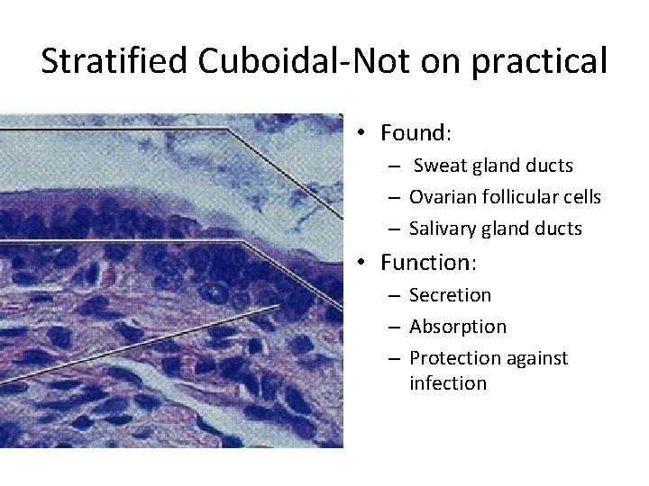 Stratified Cuboidal-Not on practical • Found: – Sweat gland ducts – Ovarian follicular cells