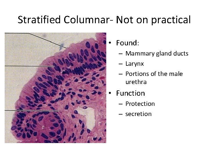 Stratified Columnar- Not on practical • Found: – Mammary gland ducts – Larynx –