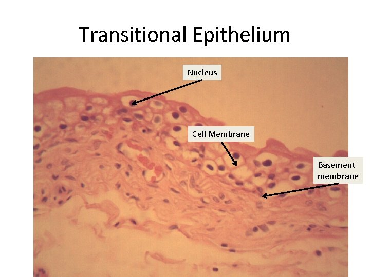Transitional Epithelium Nucleus Cell Membrane Basement membrane 