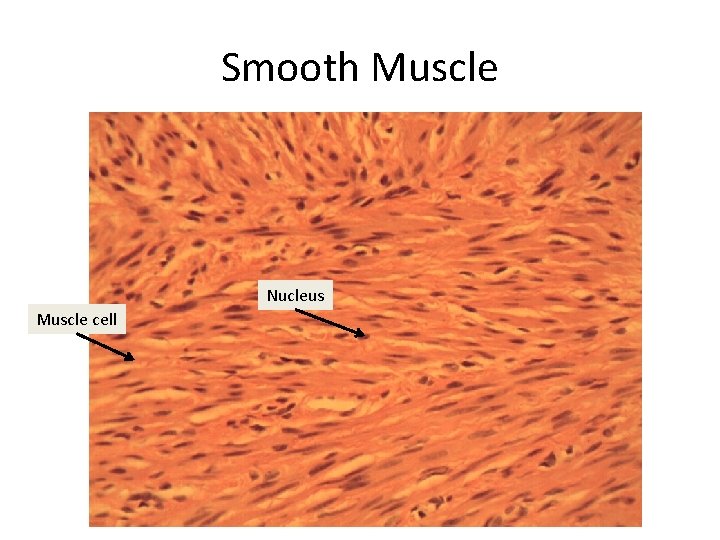 Smooth Muscle Nucleus Muscle cell 