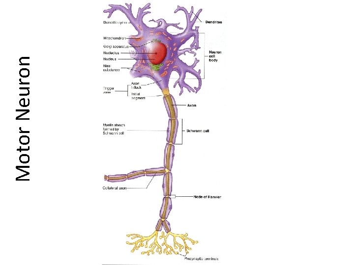 Motor Neuron 