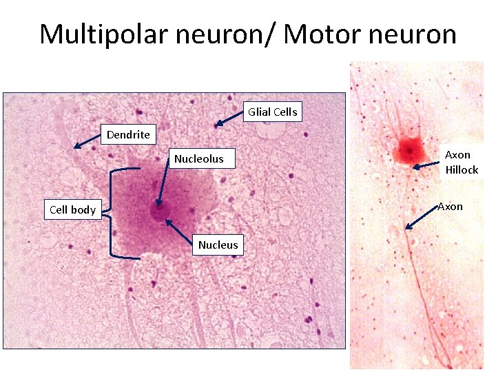 Multipolar neuron/ Motor neuron Glial Cells Dendrite Nucleolus Axon Hillock Axon Cell body Nucleus