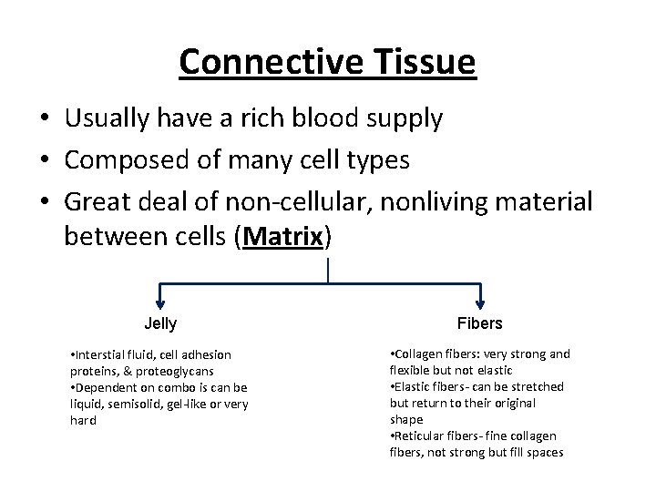 Connective Tissue • Usually have a rich blood supply • Composed of many cell