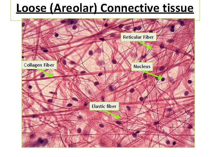 Loose (Areolar) Connective tissue Reticular Fiber Collagen Fiber Nucleus Elastic fiber 