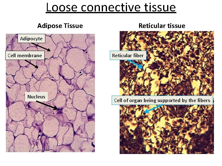 Loose connective tissue Adipose Tissue Reticular tissue Adipocyte Cell membrane Nucleus Reticular fiber Cell