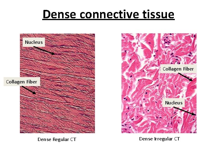 Dense connective tissue Nucleus Collagen Fiber Nucleus Dense Regular CT Dense Irregular CT 