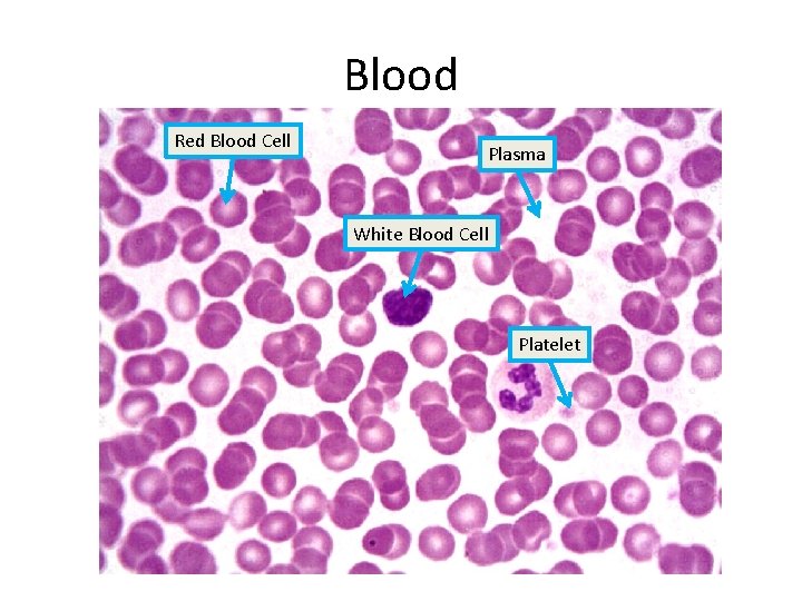 Blood Red Blood Cell Plasma White Blood Cell Platelet 