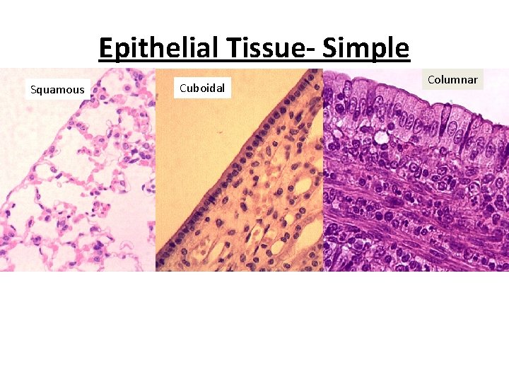 Epithelial Tissue- Simple Squamous Cuboidal Columnar 