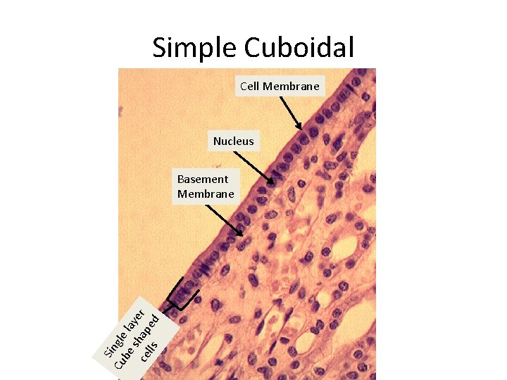 Simple Cuboidal Cell Membrane Nucleus Sin Cu gle be la s y ce hap