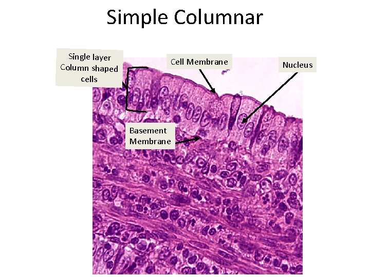 Simple Columnar Single layer Column shaped cells Cell Membrane Basement Membrane Nucleus 