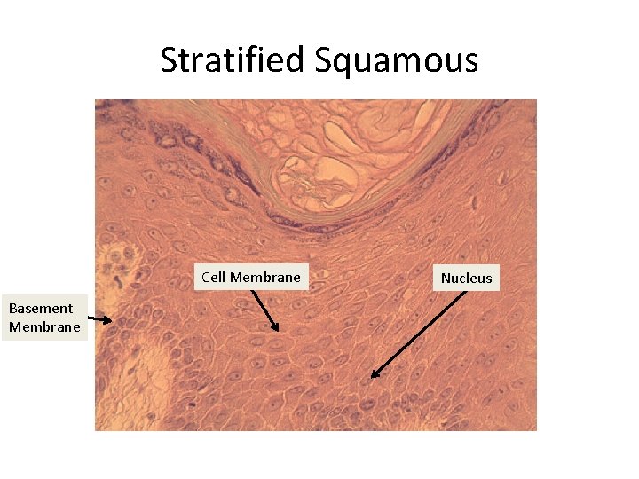 Stratified Squamous Cell Membrane Basement Membrane Nucleus 