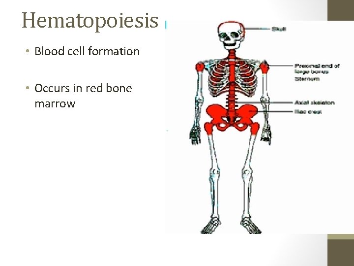 Hematopoiesis • Blood cell formation • Occurs in red bone marrow 