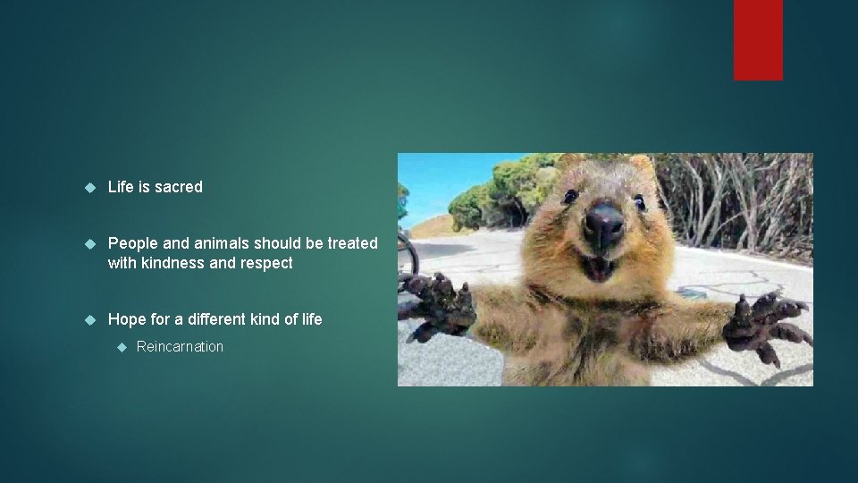 Life is sacred People and animals should be treated with kindness and respect Life is sacred People and animals should be treated with kindness and respect