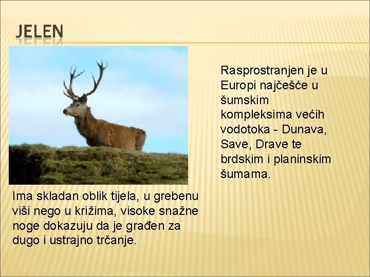Rasprostranjen je u Europi najčešće u šumskim kompleksima većih vodotoka - Dunava, Save, Drave