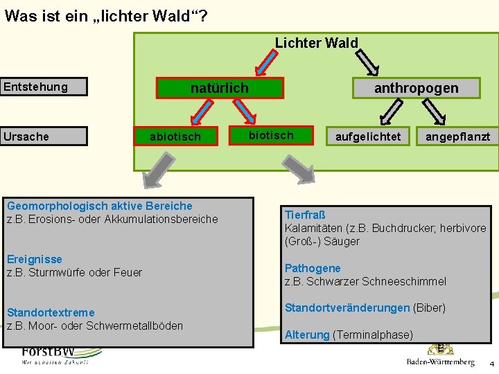 Was ist ein „lichter Wald“? Lichter Wald Entstehung Ursache natürlich abiotisch Geomorphologisch aktive Bereiche