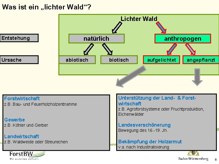 Was ist ein „lichter Wald“? Lichter Wald Entstehung Ursache natürlich abiotisch Forstwirtschaft z. B.