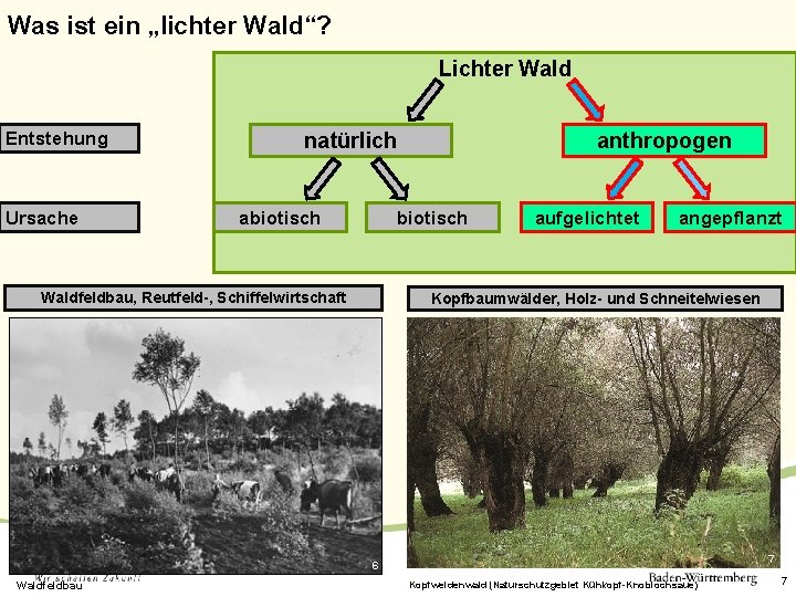 Was ist ein „lichter Wald“? Lichter Wald Entstehung Ursache natürlich abiotisch anthropogen biotisch Waldfeldbau,