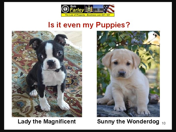 Is it even my Puppies? Lady the Magnificent Sunny the Wonderdog 10 Is it even my Puppies? Lady the Magnificent Sunny the Wonderdog 10