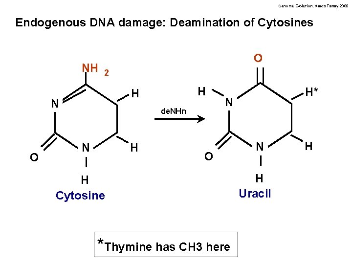 Genome Evolution. Amos Tanay 2009 Endogenous DNA damage: Deamination of Cytosines NH O 2